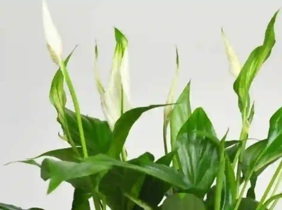 Gaziantep'te, Evinize Bereket ve Huzur Katacak 8 Şifalı Bitki! 7